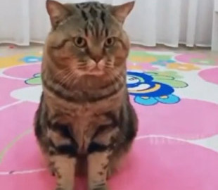 Кот зажмурился и скривился, услышав пение хозяйки