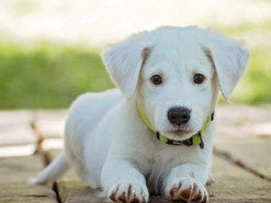 В Великобритании сайт бронирования жилья открыл вакансию бесплатных путешествий для туристов с собаками