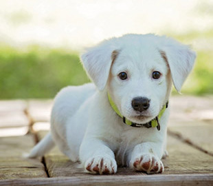 В Великобритании сайт бронирования жилья открыл вакансию бесплатных путешествий для туристов с собаками
