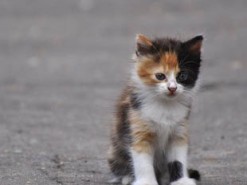 За видео с убийством котенка харьковчанку ждет штраф в 24 тыс. гривен