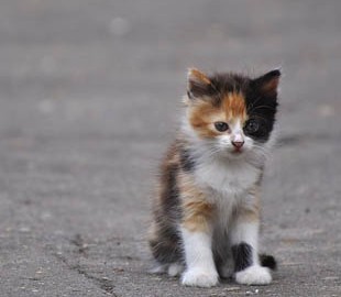 За видео с убийством котенка харьковчанку ждет штраф в 24 тыс. гривен