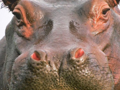 Бегемот, пытающийся поймать морковь на лету, повеселил туристов