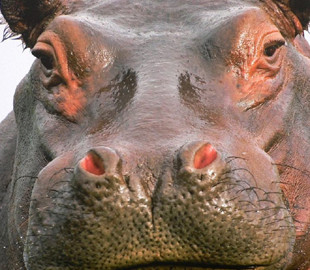 Бегемот, пытающийся поймать морковь на лету, повеселил туристов