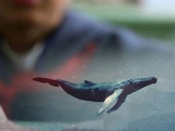 Молодая запорожанка собиралась прыгнуть с плотины, выполняя задание «Синего кита»