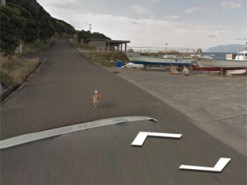 Японский пес стал героем Google Street View