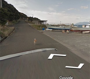 Японский пес стал героем Google Street View