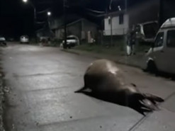 Морской слон случайно "забрел" в центр города - видео стало вирусным