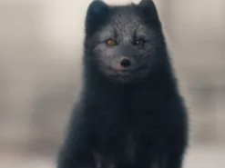 Пухнаста тваринка підкралася непомітно: окупантів потролили зображенням мапи контрнаступу на Харківщині