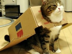 Коты объявили войну новейшей разработке Nintendo