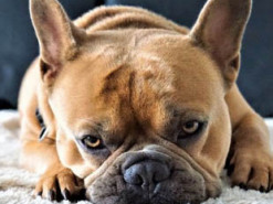 Грустный бульдог со смешным именем стал символом самоизоляции