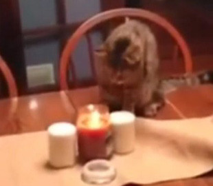 Кот цапнул свечу и упал от страха со стола