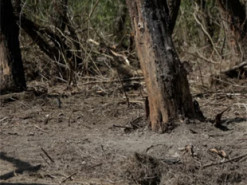 Румунія заявила про 6 інцидентів з російськими дронами на її території за час війни РФ в Україні