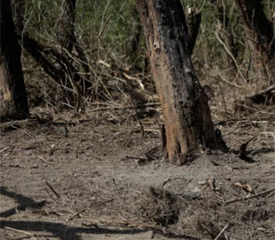 Румунія заявила про 6 інцидентів з російськими дронами на її території за час війни РФ в Україні