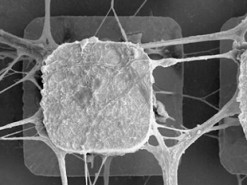 Начинается внедрение живых нейронов в компьютерные микрочипы