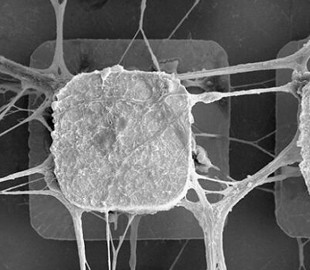 Начинается внедрение живых нейронов в компьютерные микрочипы