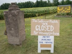 В Канаде поле подсолнухов оккупировали 7 тысяч любителей селфи