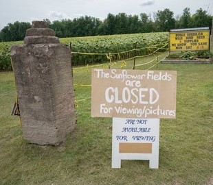 В Канаде поле подсолнухов оккупировали 7 тысяч любителей селфи