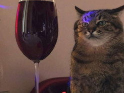 Разработан искусственный интеллект, определяющий настроение кошек