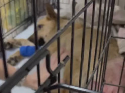 Зоозахисники врятували зґвалтованого собаку на Житомирщині