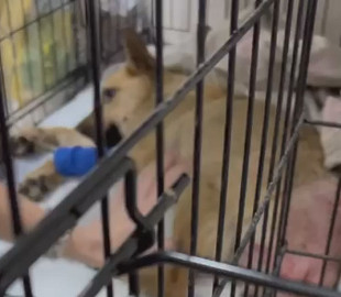 Зоозахисники врятували зґвалтованого собаку на Житомирщині