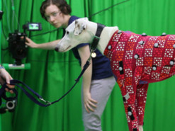 Ученые научились делать цифровых двойников собак с помощью одной камеры