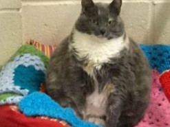 Психологи оценили влияние кошек на работу хозяев на удаленке