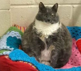 Психологи оценили влияние кошек на работу хозяев на удаленке