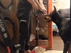 Хозяйка решила "выгулять" игрушку вместо собаки – курьезная реакция питомца