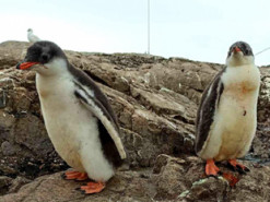 Відео-антистрес: як пінгвінята біля "Вернадського" вчаться плавати