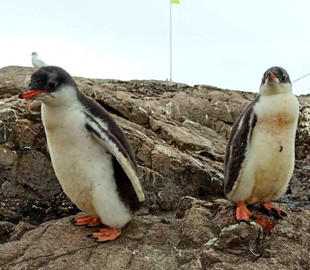 Відео-антистрес: як пінгвінята біля "Вернадського" вчаться плавати