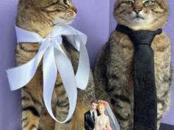 Кіт Степан зробив пропозицію лапки та серця своїй коханій Стефанії