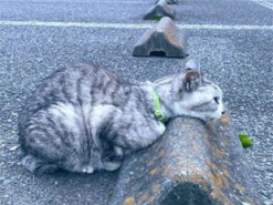 Коты нашли новое применение парковочным барьерам и повеселили Сеть