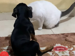 Щенок показал актерский талант после "пощечины" кота - такая игра заслуживает "Оскара"