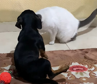 Щенок показал актерский талант после "пощечины" кота - такая игра заслуживает "Оскара"