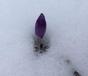 Весна в Карпатах победила зиму: в сети показали знаковое фото