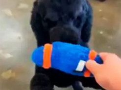 Пес «купил» в магазине мяч и рассмешил соцсети