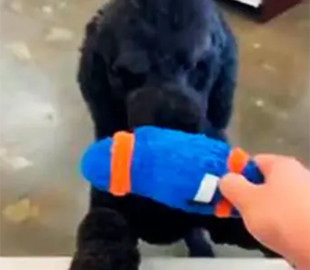 Пес «купил» в магазине мяч и рассмешил соцсети