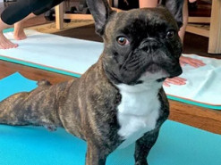 5 харизматичных бульдогов, которые рассмешили сеть. Фото