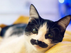 Кошка стала звездой сети благодаря необычным усам - с ними она похожа на Супер Марио