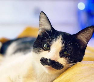 Кошка стала звездой сети благодаря необычным усам - с ними она похожа на Супер Марио