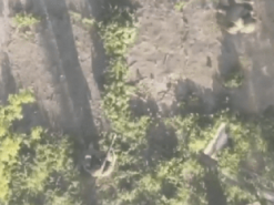 Появилось видео уничтожения гранатометчика ВС РФ самодельным дроном с миной