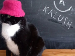 Кіт Бандера підтримав гурт Kalush Orchestra, одягнувши рожеву панамку