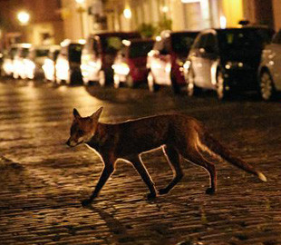 Дикий лис из берлинского района Кройцберг осваивает Instagram