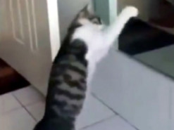 Хит из соцсетей: кот у зеркала отличился ритмичным танцем на двух лапах