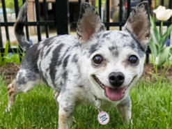 Женщина перехитрила собаку, которая постоянно убегала сквозь прутья забора: смешное видео