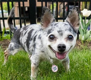 Женщина перехитрила собаку, которая постоянно убегала сквозь прутья забора: смешное видео