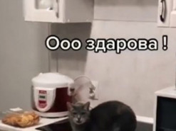 Кот и хозяин забавно пообщались