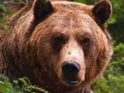 Наглый медведь оставил собак без еды