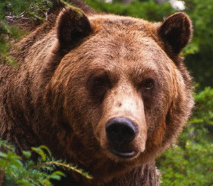 Наглый медведь оставил собак без еды
