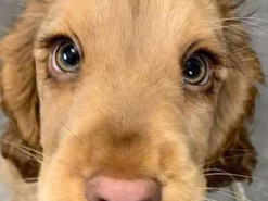 Собака стала звездой в Instagram благодаря своим невероятным глазам (фото)